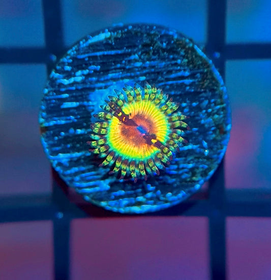 JF Bloodshot Zoa