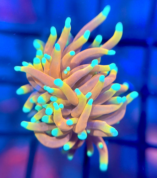 RRG Sun God Torch