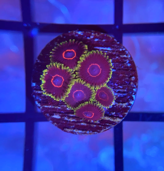 WWC Purple Heart Zoas