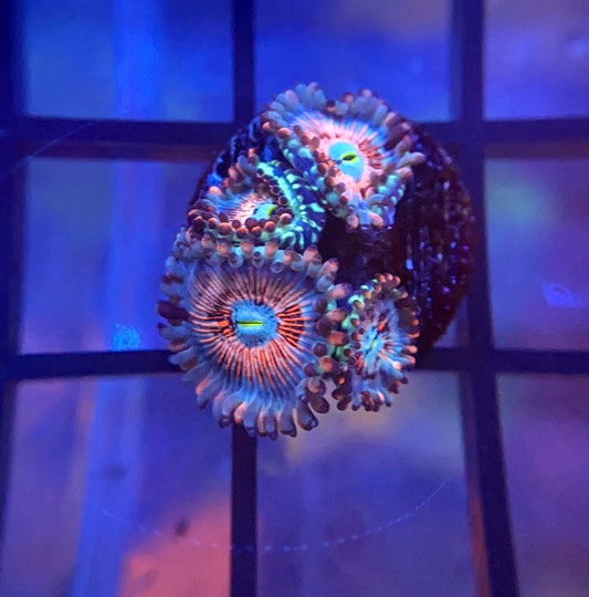 Seduction Zoas