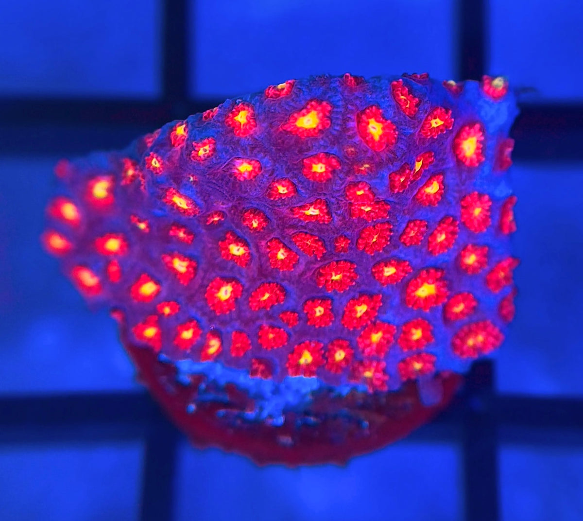 WWC Fruit Loops Micro Goni
