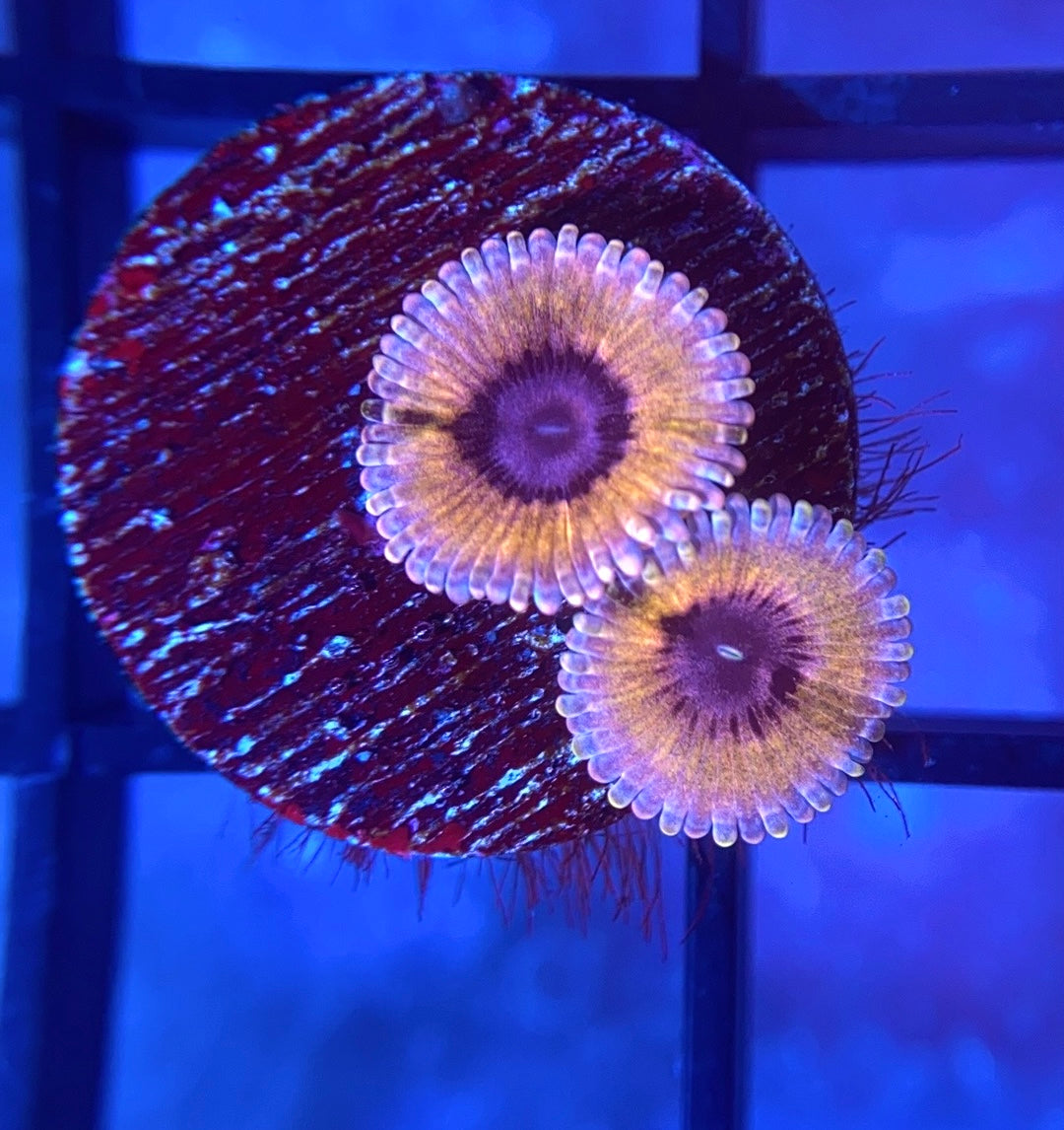 CB White Walker Zoas