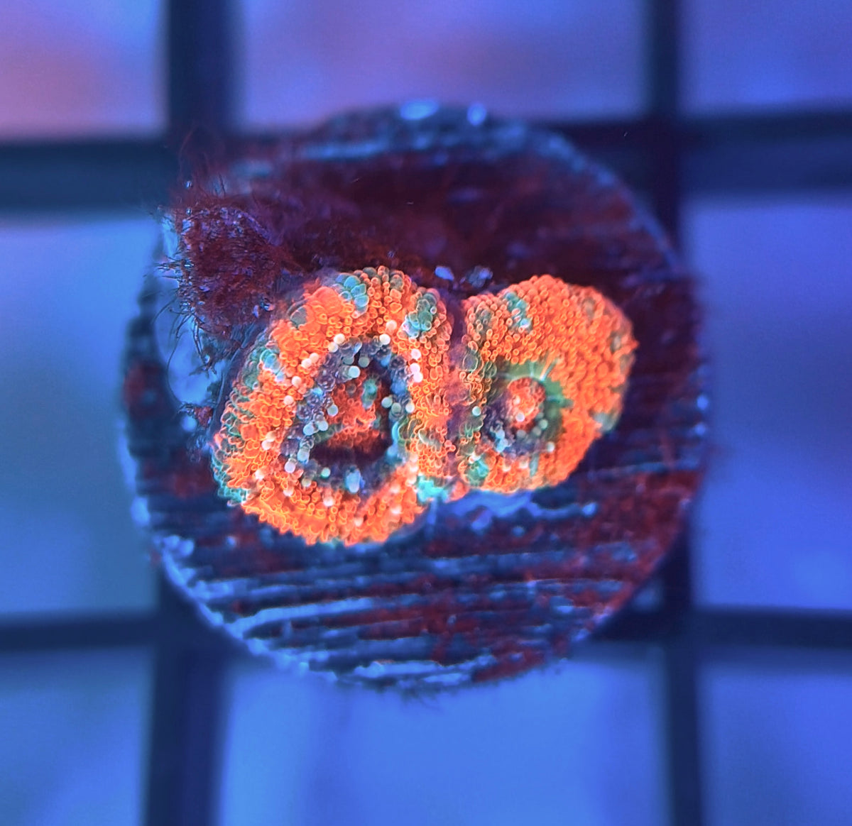 Rainbow Galactic Nuclei Micromussa