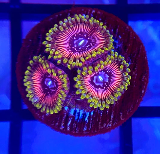 WWC Black Orchid Zoas