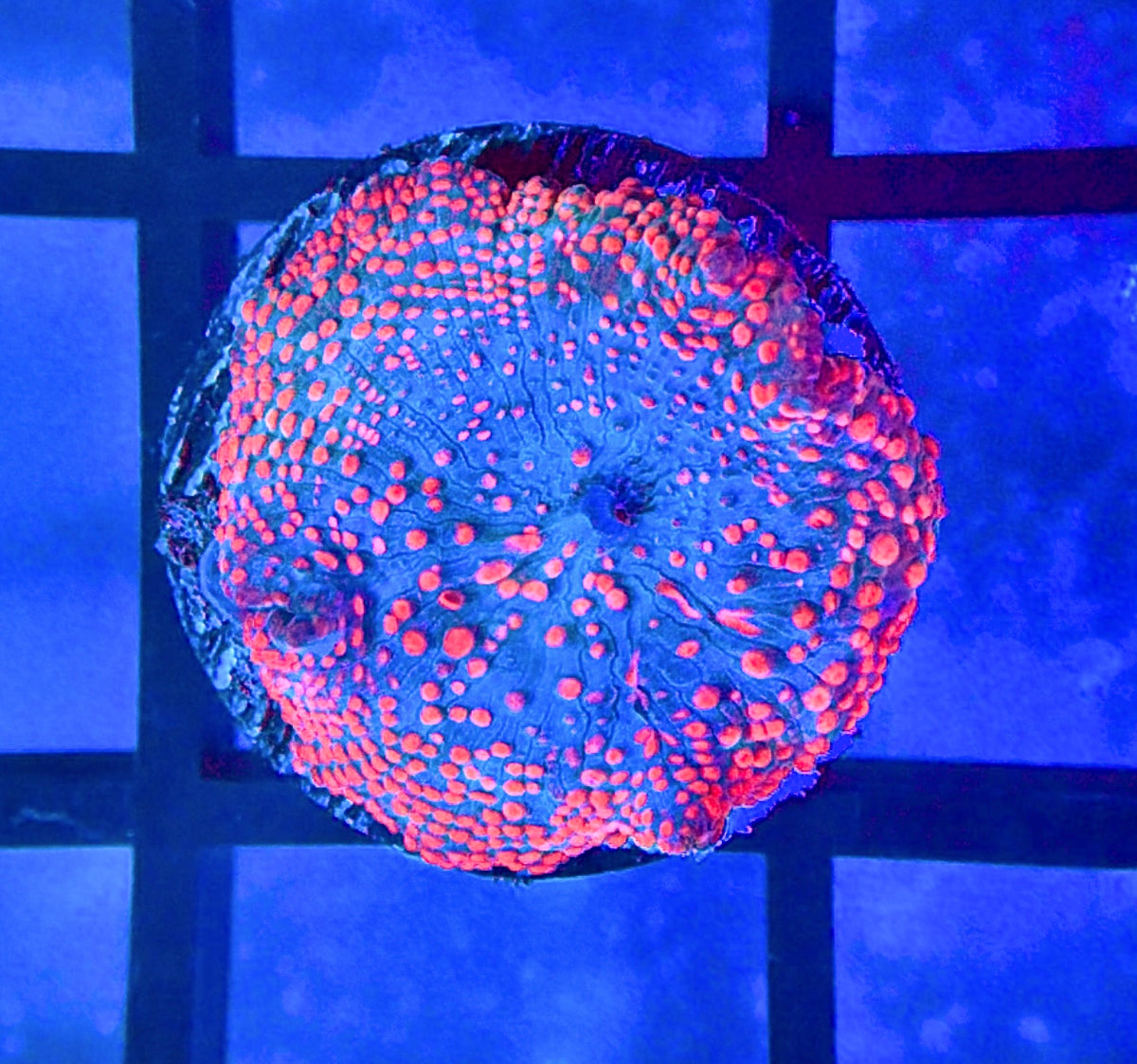 CB Bubbleyum Bounce Discosoma