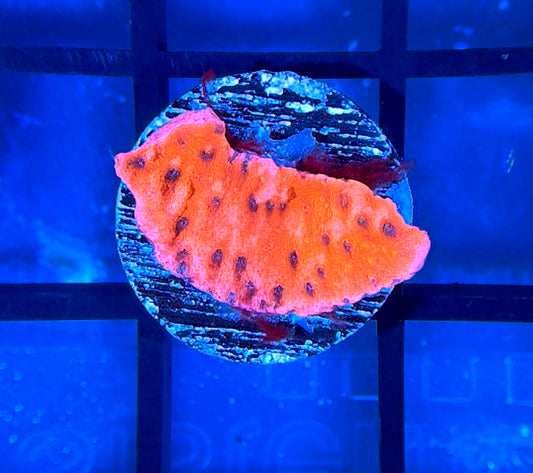 WWC Cherry Tree Monti