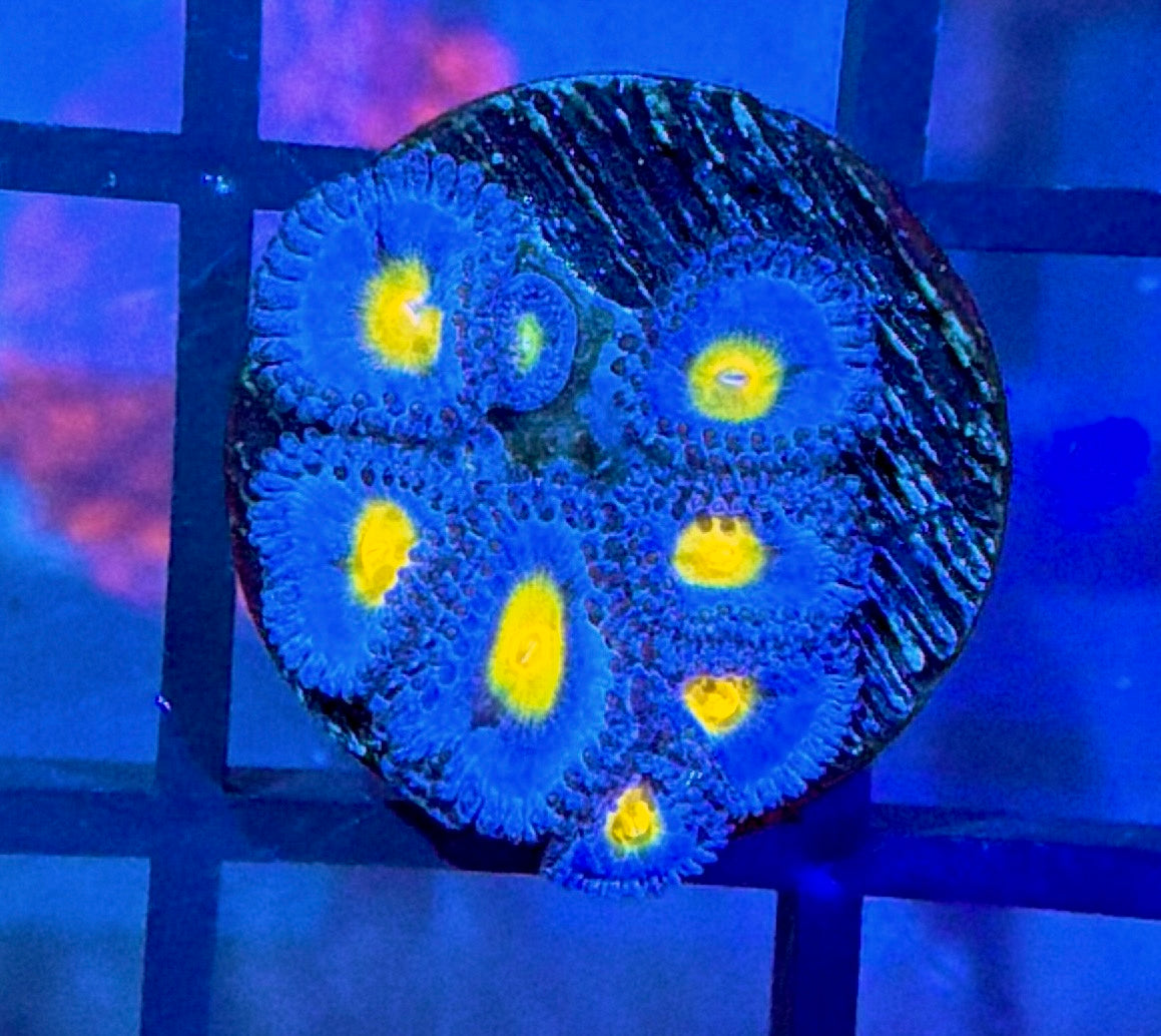 WWC AOI Zoas