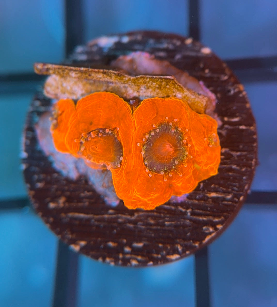 SniperSPS (Hugo's) Rainbow Bowerbanki