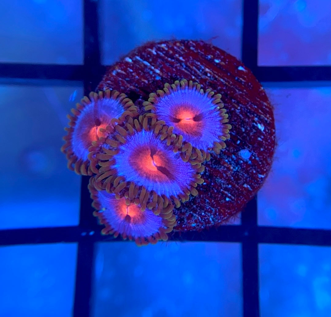 Miami Vice Zoas