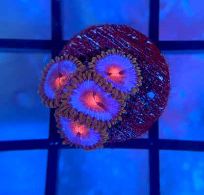 Miami Vice Zoas