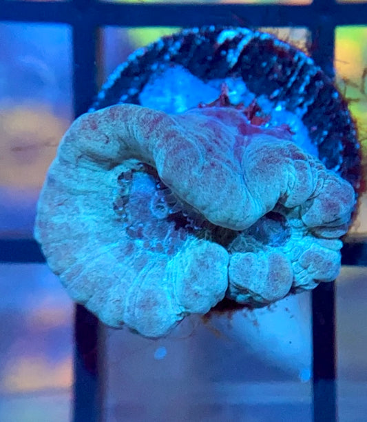 Blue Candy Cane
