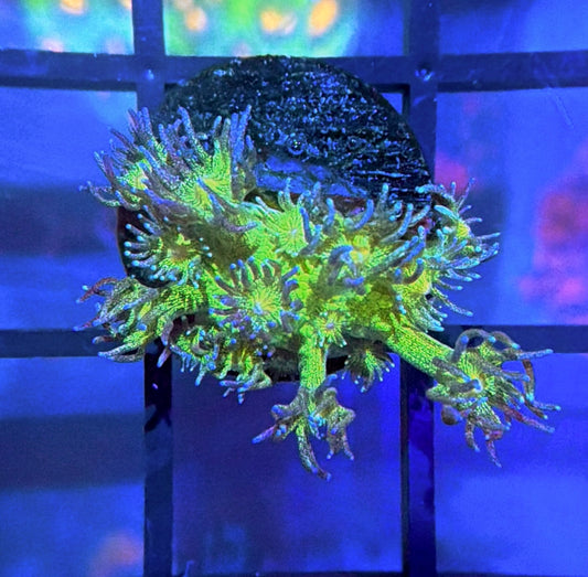 OG Glitter Bomb Goni