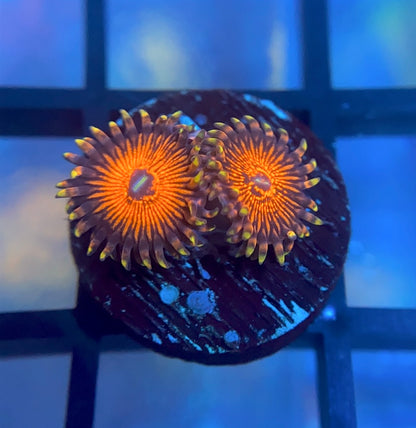 Nightcrawler Zoas