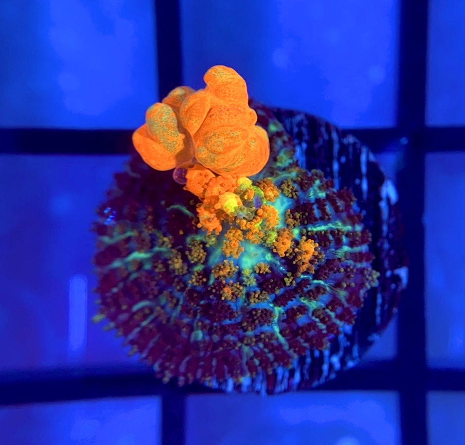 Powerball Bounce Mushroom