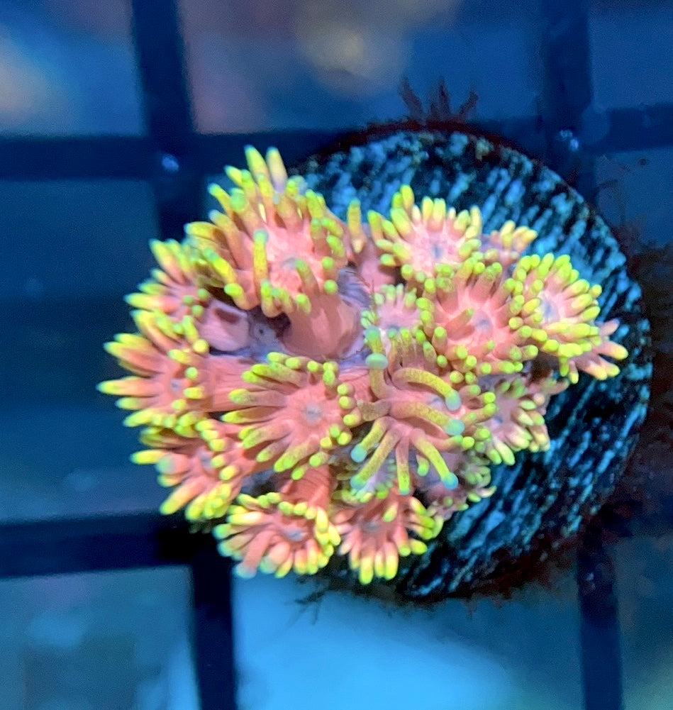 RRG Strawberry Burst Goni