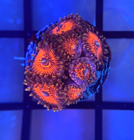 Nightcrawler Zoas