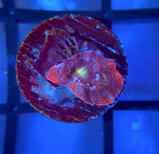 CB Rainbow Master Bower