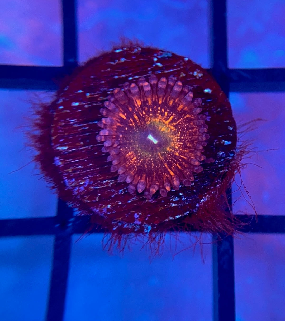 CB Krak Gods Zoas