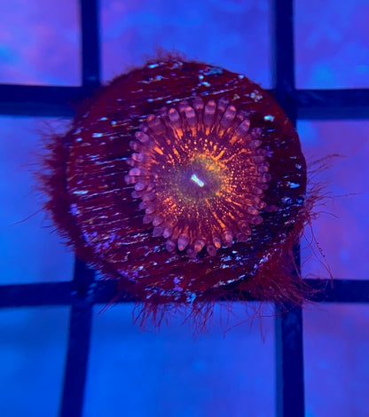 CB Krak Gods Zoas