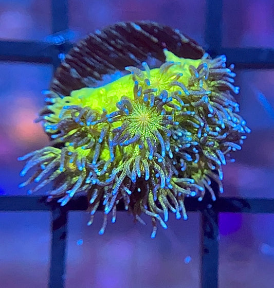 OG Glitter Bomb Goni