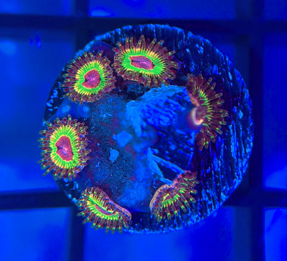 Luigi's Mansion Zoa