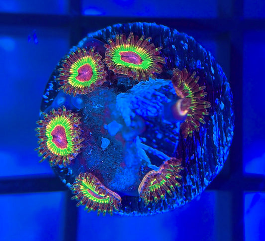 Luigi's Mansion Zoa