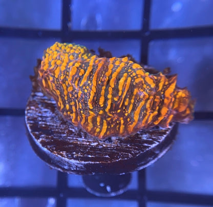 CC Cloudberries Chalice