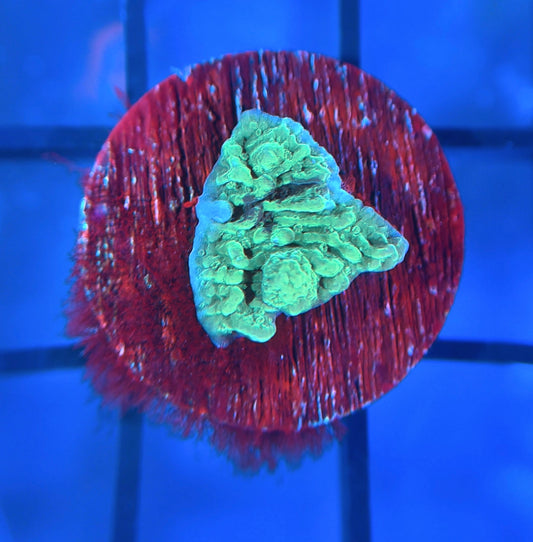 JF Cold Fusion Monti