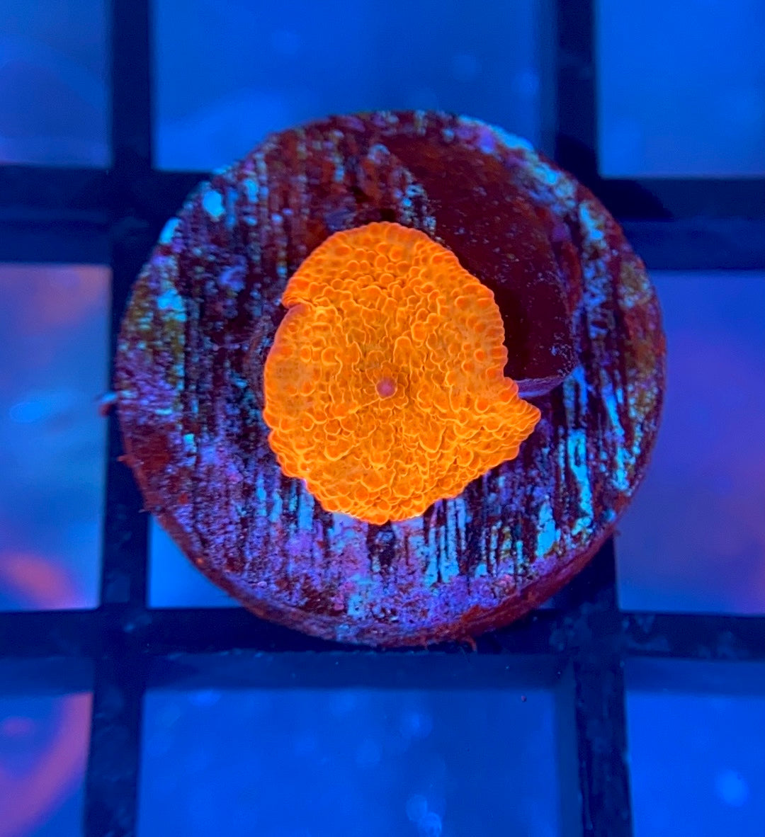 RRG Paint Splatter Jawbreaker