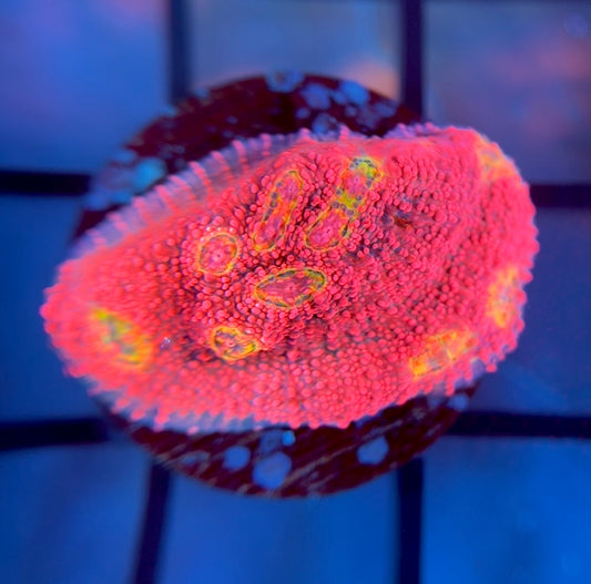 WWC Pink Boobies Chalice