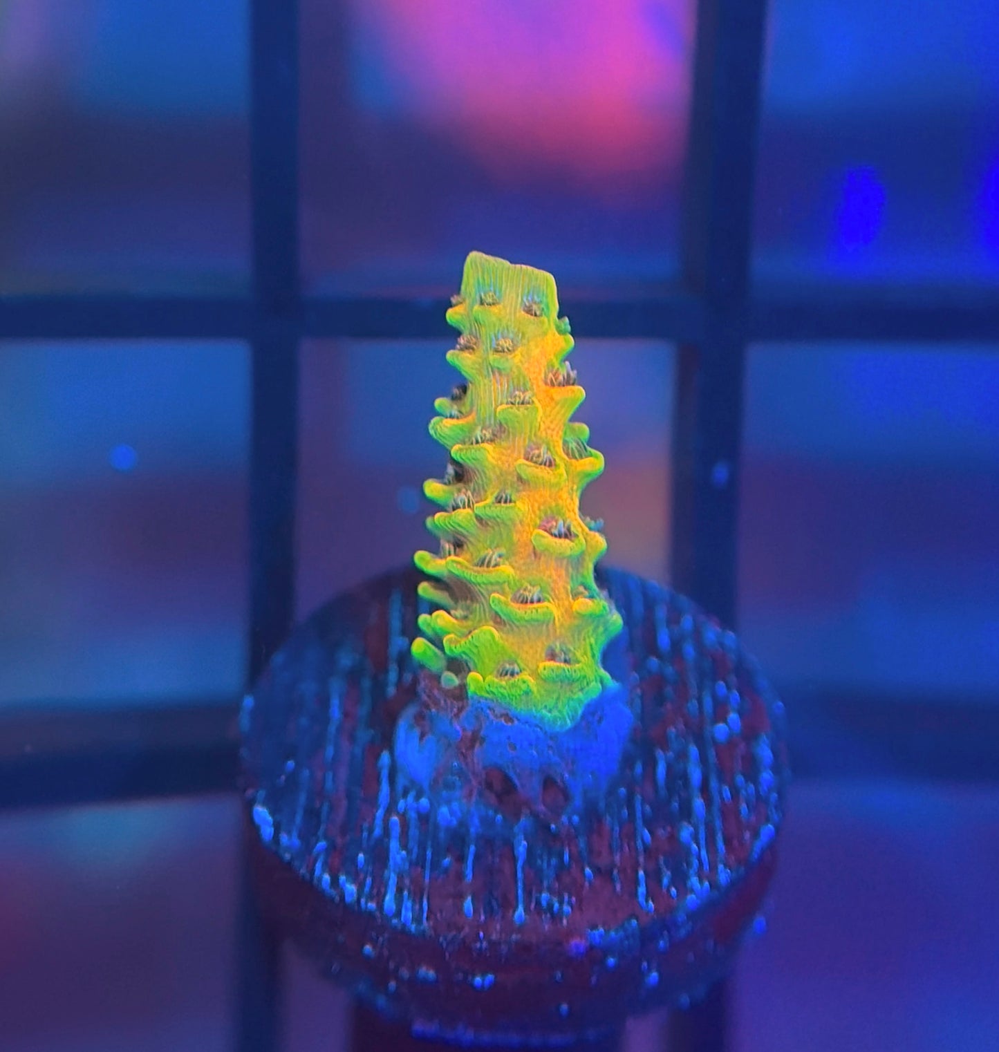 RRC Rainbow Splice Mille