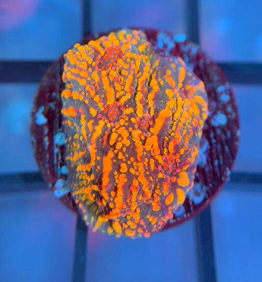 CC Cloudberries Chalice