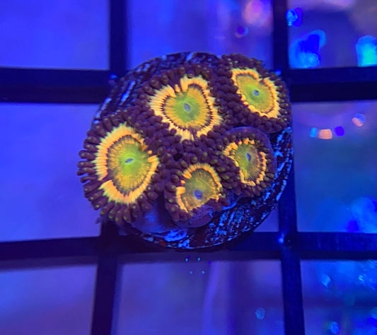 Citrus Cooler Zoas