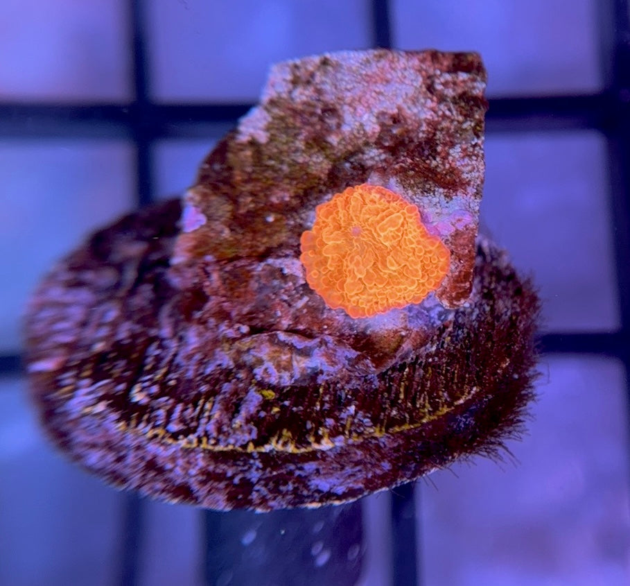 RRG Paint Splatter Jawbreaker