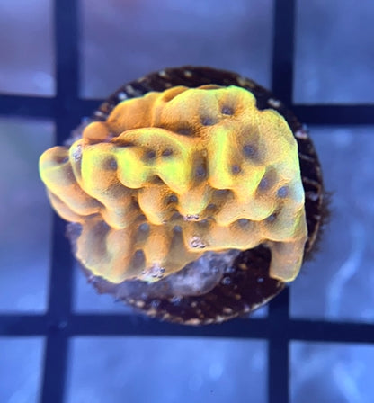 CK Peyote Dreams Monti