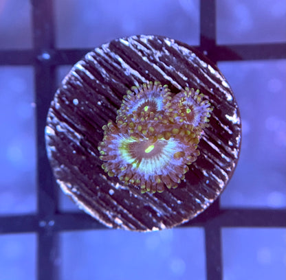 RRG Galactic Empire Zoas