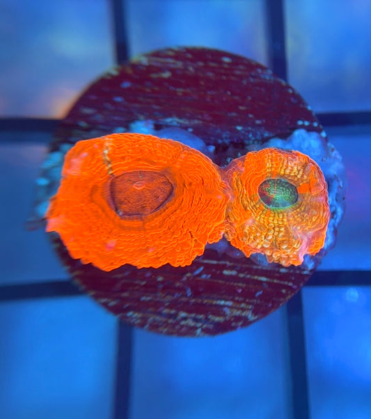 RRG Paint Splatter Master Bower