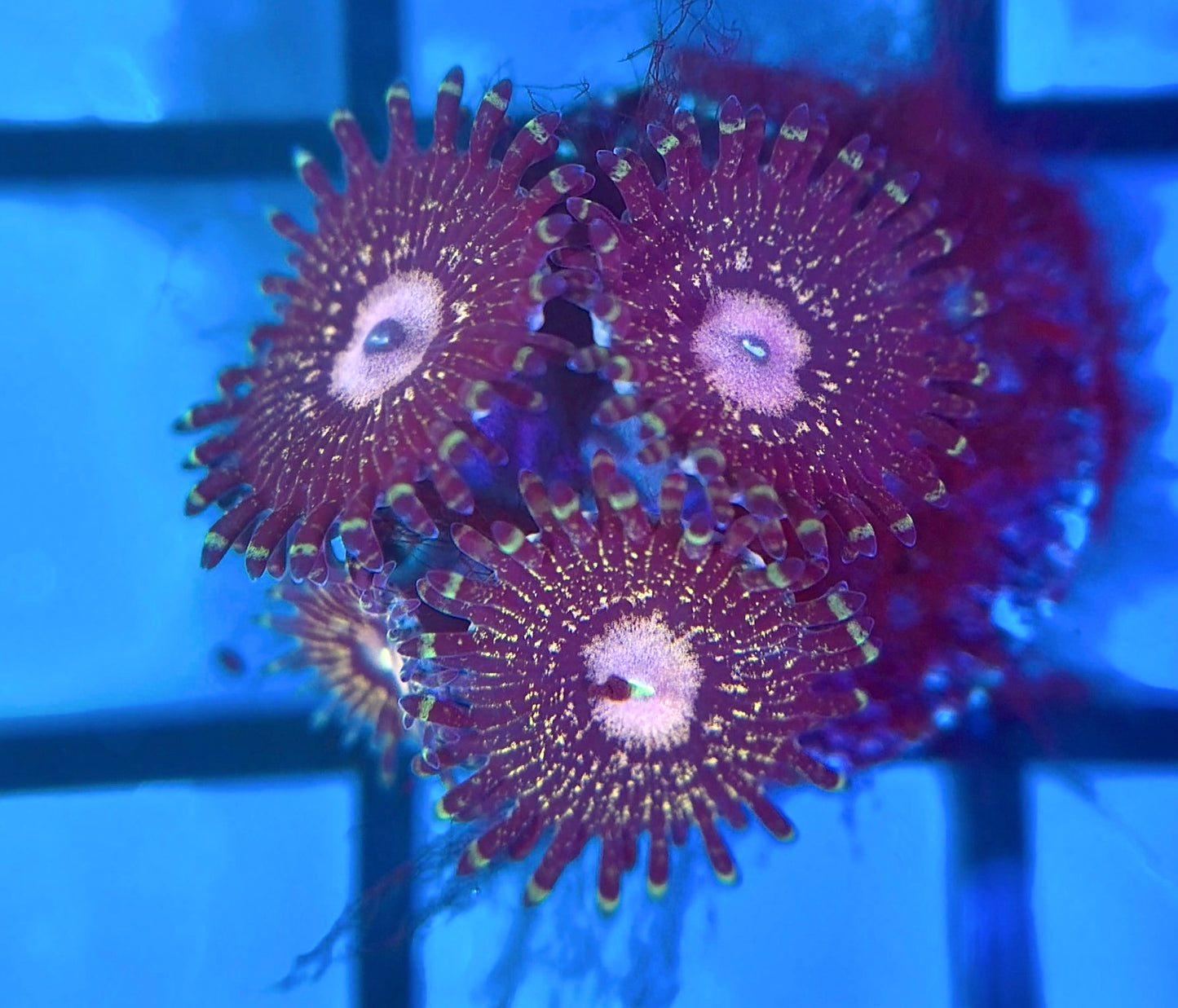 Queen Krakatoa Zoas