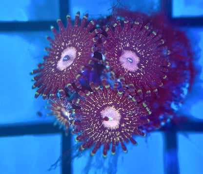 Queen Krakatoa Zoas