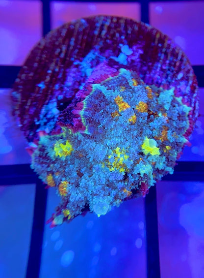 RRG Biohazard Bounce Mushroom