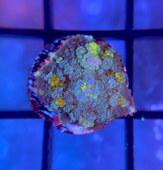 RRG Biohazard Bounce Mushroom