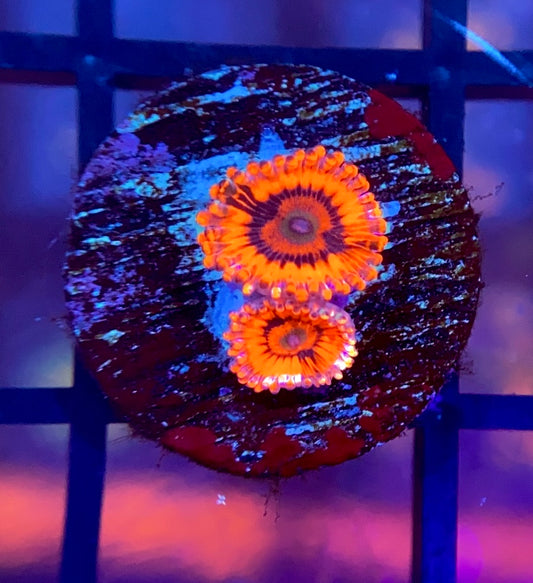 CB El Corazon Zoas