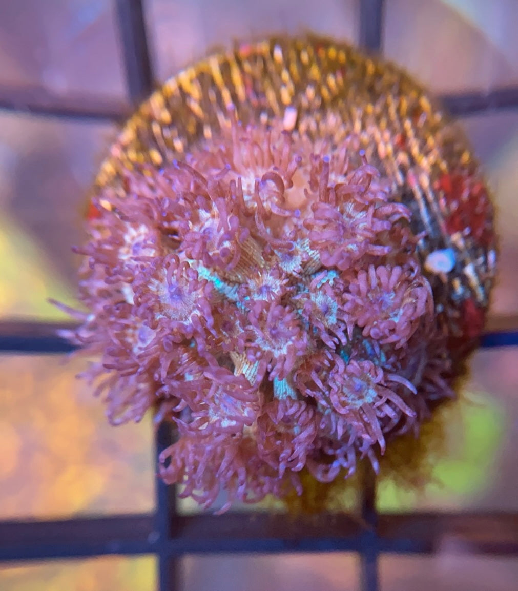 RRG Purple Glitter Goni