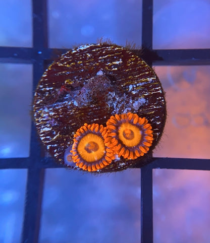 Orange Oxide Zoas