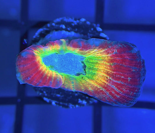 RRG Rainbow Road Favia