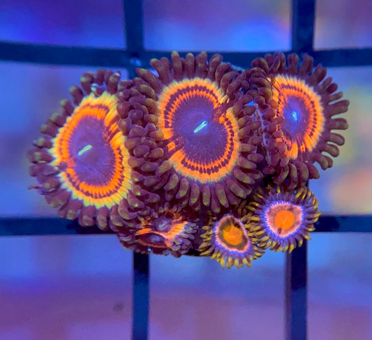 Gravefire Zoas