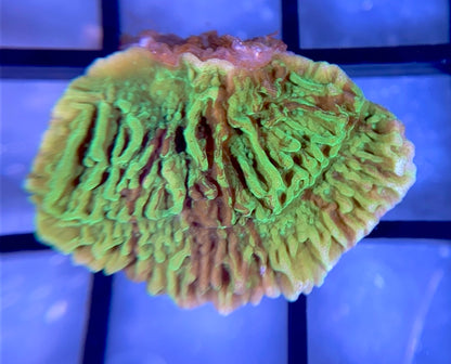 JF Cold Fusion Monti