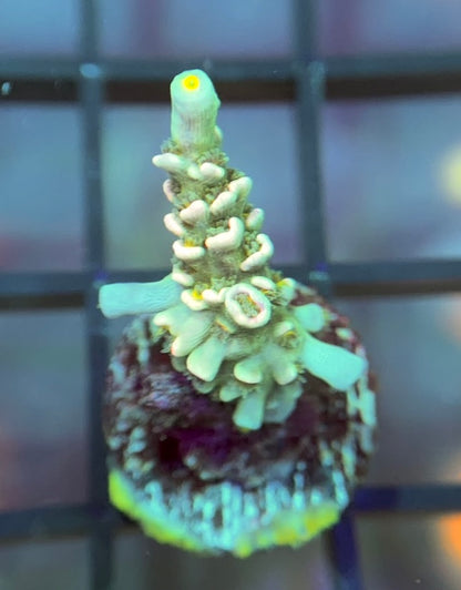 MattV Time Machine Tenuis