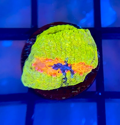 CCA Crayola Meltdown Chalice