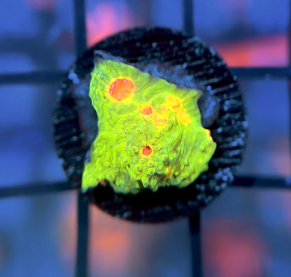 CCA Crayola Meltdown Chalice